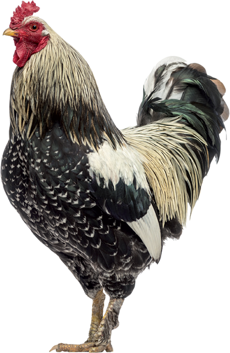 Q4 pollo rustico
