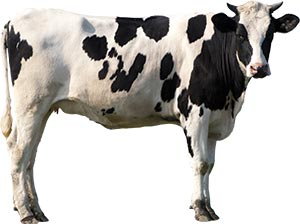 Nutribene vacche da latte