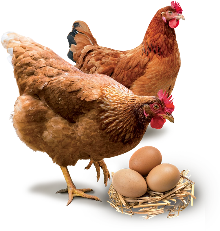 Mangimi per Ovaiole Mangimi per Ovaiole