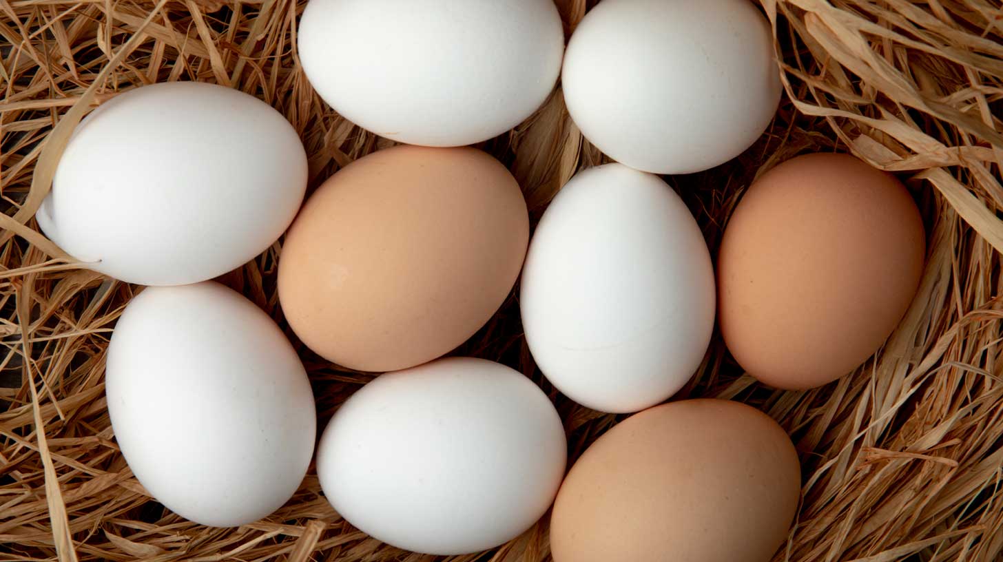 Uova bianche e marroni adagiate su paglia, simbolo di diverse razze di galline ovaiole e produzione di uova in allevamenti naturali.