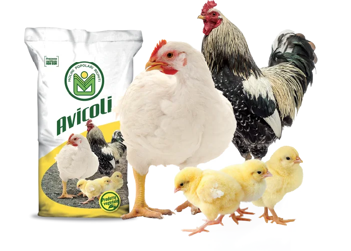 Linea Avicoli