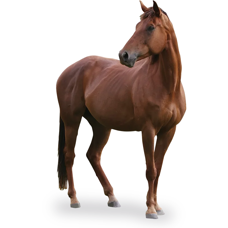 Mangimi complementari per equini Sleipnir Mangimi complementari per equini Sleipnir