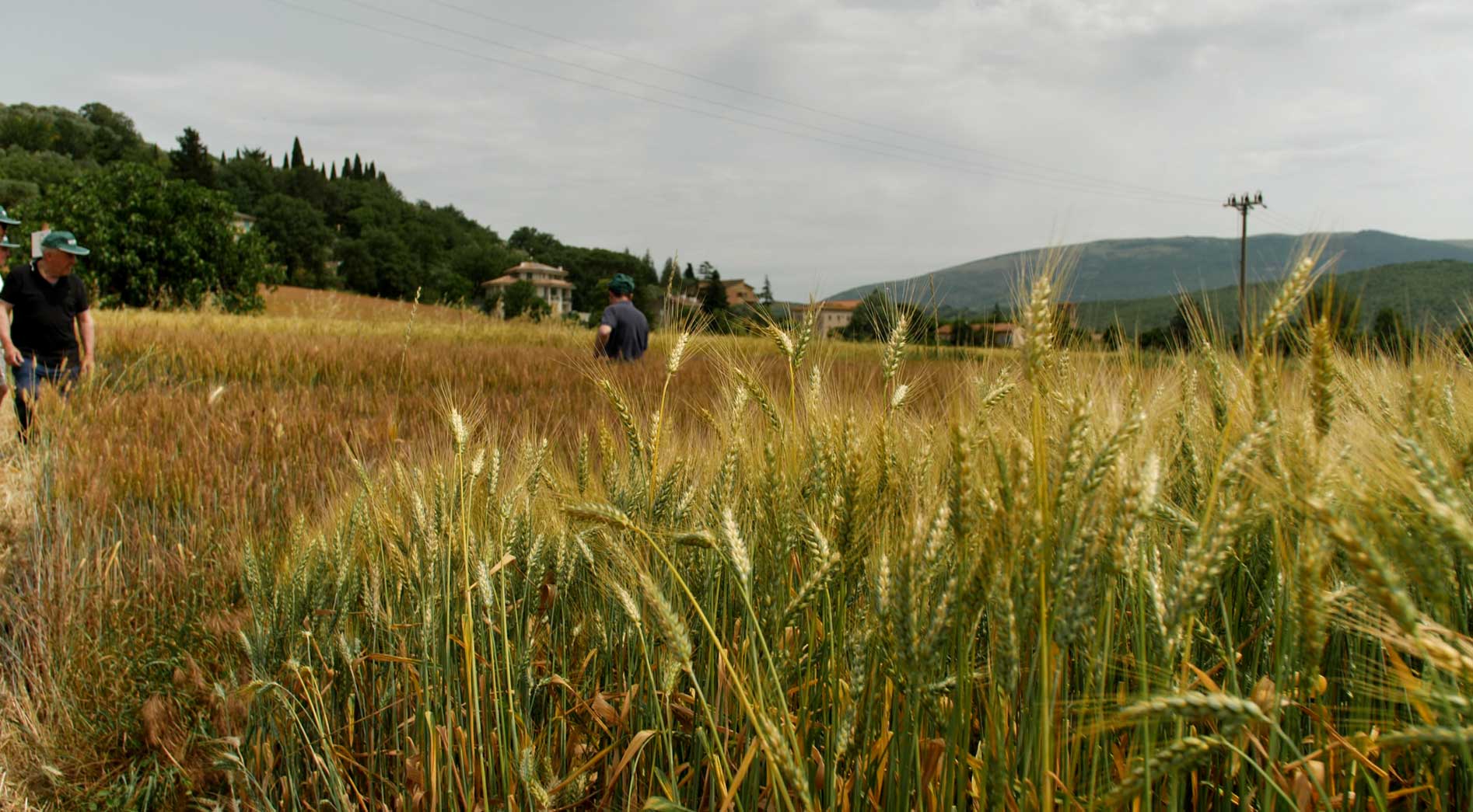 Primo piano sulle spighe di grano di forza nel campo prova di Mantignana, con i partecipanti sullo sfondo durante la giornata di sperimentazione di Molini Popolari Riuniti.