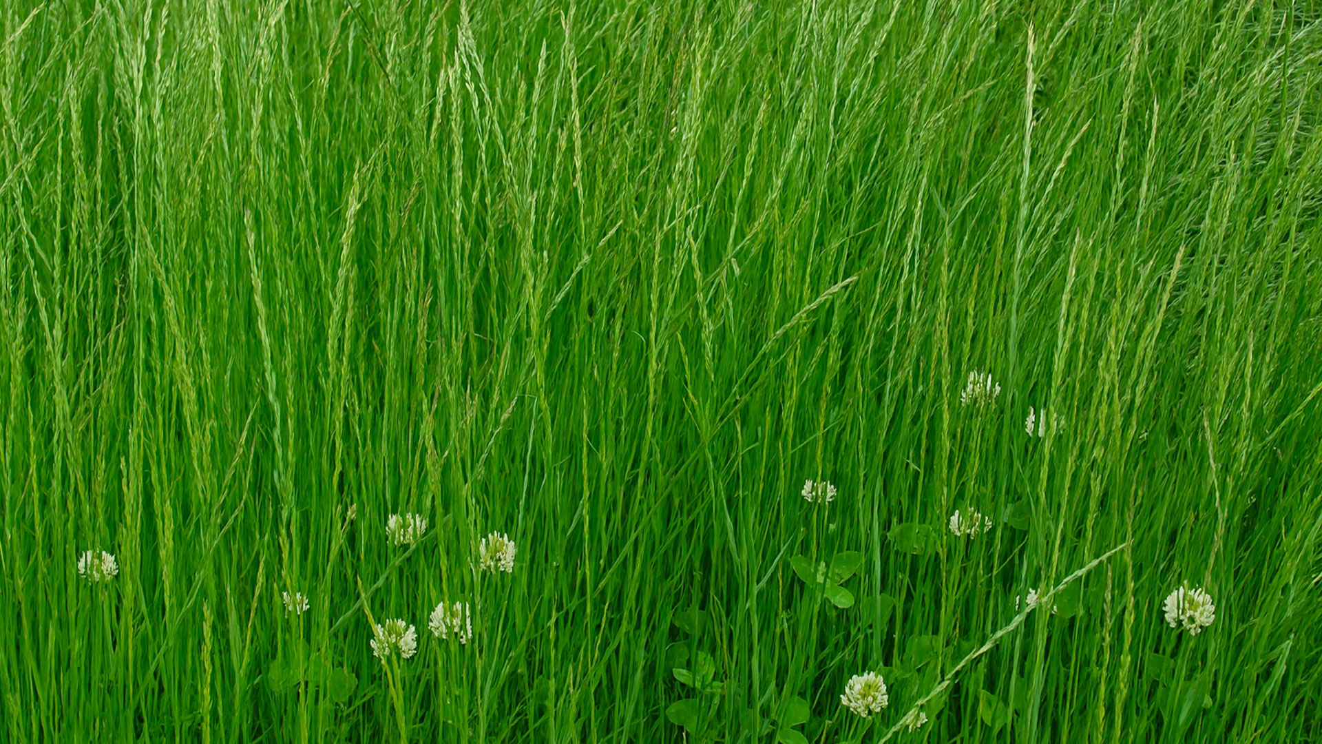 Prato consociato per foraggio Prato consociato di graminacee e leguminose, foraggio resiliente e nutriente per l’alimentazione animale