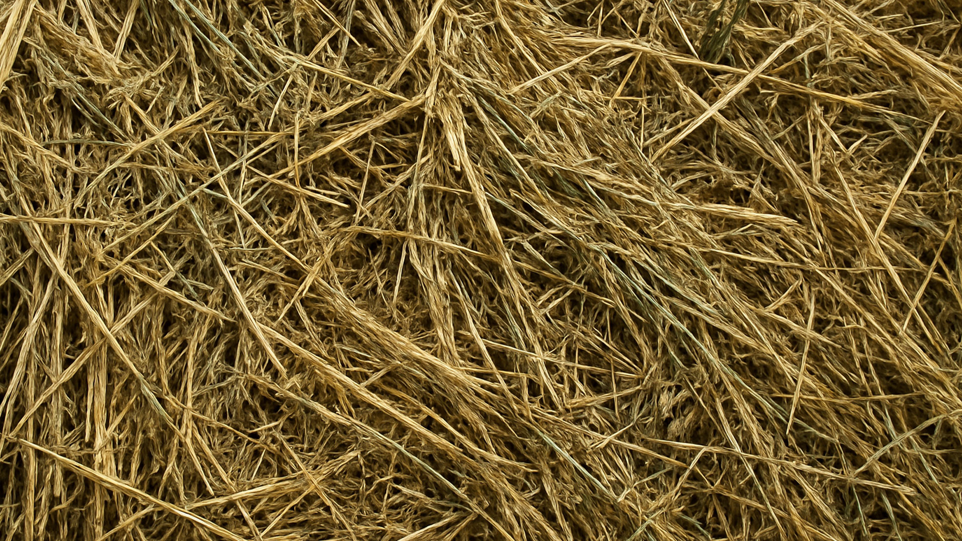 Foraggio e cambiamento climatico Dettaglio ravvicinato del foraggio, elemento chiave per la nutrizione animale e la resilienza agli effetti del cambiamento climatico.